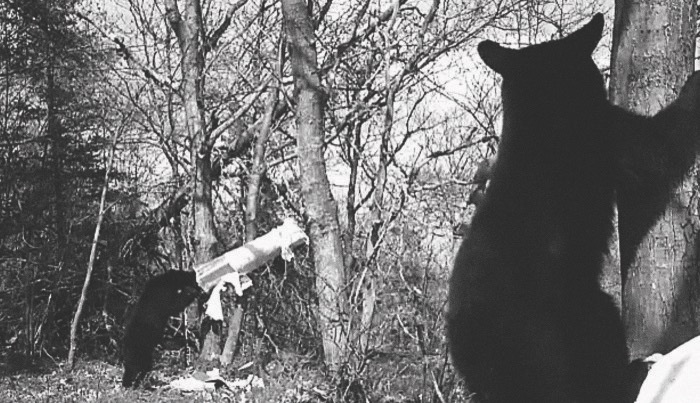 Lumir Hladik, "bears x 2"