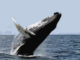 whale
